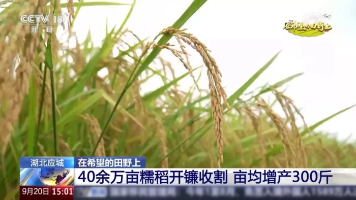 央视聚焦！K8凯发·国际官方网站这台“收稻神器”刷屏湖北田野